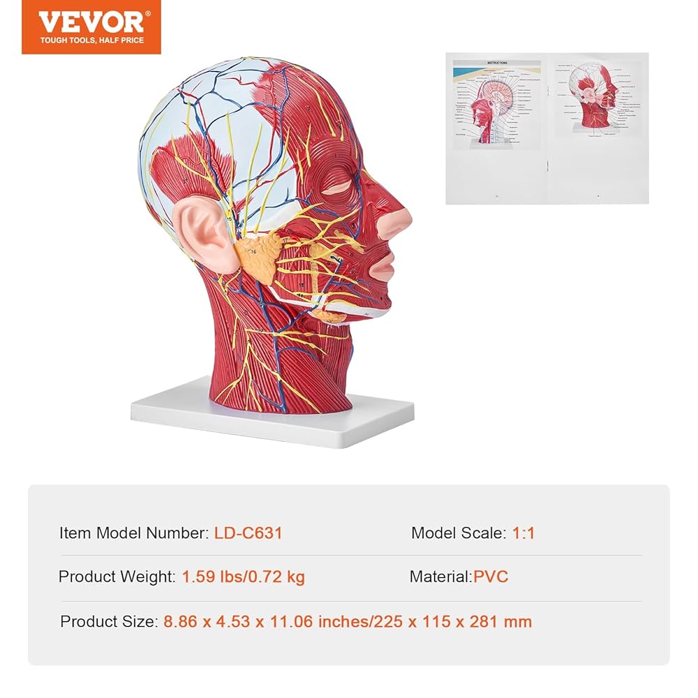 ANATOMY FOR BEGINNERS 4枚セット Evotech Scientific Human Body, Skeleton, Heart, Half Size